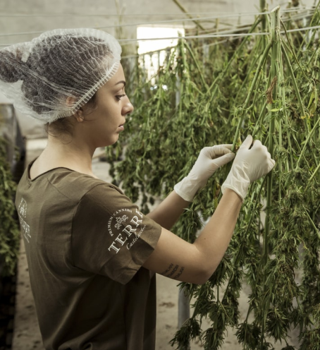 Cannabis process inspection
