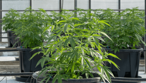 Cannabis growing operations